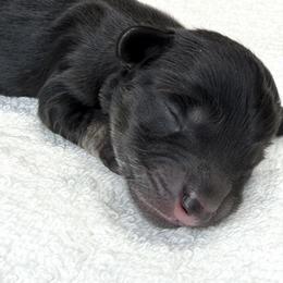 Gabrielle (No breeding homes) - Black and cream female Dachshund puppy in Fayetteville, North Carolina from RRD