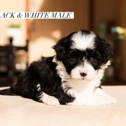 Aussiedoodle and Goldendoodle Puppies from Ever After Doodles Arizona