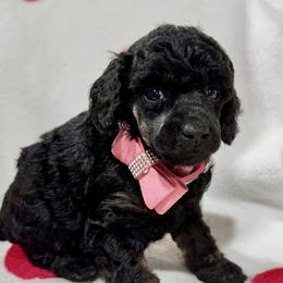 Light Pink - Phantom female Poodle puppy in Simms, Texas from Donna’s Aussies & Pink Heart Poodles