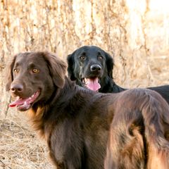 Flat-Coated Retrievers from Shayna Flat-Coated Retrievers