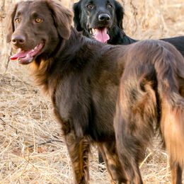 Flat-Coated Retrievers from Shayna Flat-Coated Retrievers