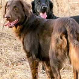 Flat-Coated Retrievers from Shayna Flat-Coated Retrievers