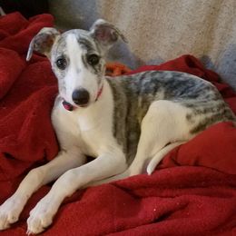 Whippets from Honey Bear Farm