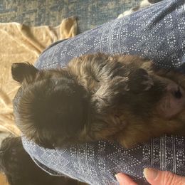 Shih Tzu Puppies from Denise's Shih Tzus