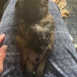 Shih Tzu Puppies from Denise's Shih Tzus