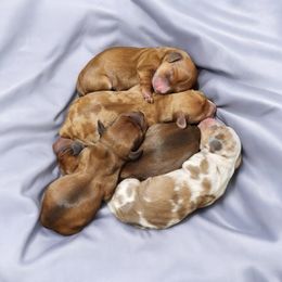 Dachshund Puppies from Yadkin Valley Dachshunds