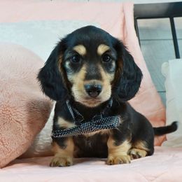 Dachshund Puppies from Caleb Ramer