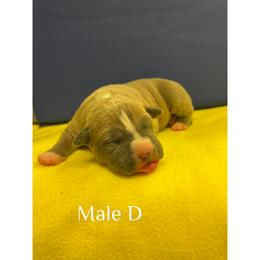 Male D - Blue fawn male American Pit Bull Terrier puppy in Pensacola, Florida from Alpha Alliance Kennels