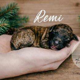 Remi - Wheaten male Whoodle puppy in Knoxville, Tennessee from Fleury Farm Doodles TN