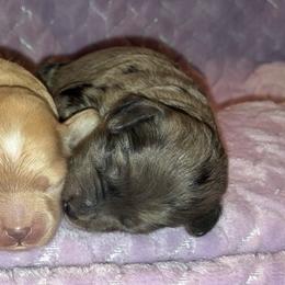 Candy - Merle female Cockapoo puppy in Klingerstown, Pennsylvania from Schaible Family Puppies