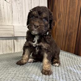 Brandy's Grey Collar Boy 2150.00 - Tri-color male Bernedoodle puppy in Alvin, Texas from JP Southern Doodles