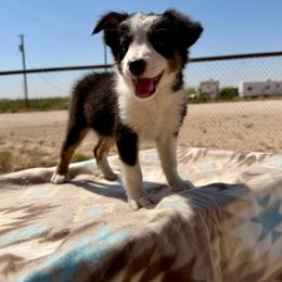 Chaos - Tri-color male Border Collie puppy in Odessa, Texas from High Velocity Stockdogs