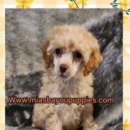 Aprictot - Apricot male Poodle puppy in Louisiana from Mias Bayou Puppies, LLC