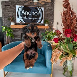 G R E E N- teddy bear - Tri-color male Yorkipoo puppy in Pleasant View, Utah from Anchor Dogs