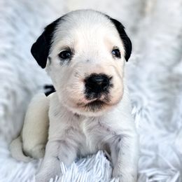 Baloo - White and black male Dalmatian puppy in Gray, Georgia from Fuller Spots