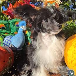Holly Long Star Angel - Black and white female Chinese Crested puppy in Amarillo, Texas from Victoria's Chinese Cresteds Long Star Angels