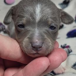 Cappuccino - Blue white and tan male Rat Terrier puppy in Rio Vista, California from CaliRats Rat Terriers