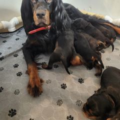 Gordon Setter Puppies from Tom McCleary