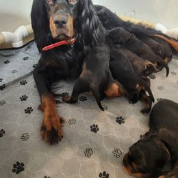 Gordon Setter Puppies from Tom McCleary