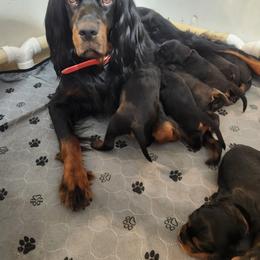 Gordon Setter Puppies from Tom McCleary