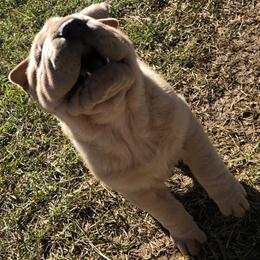 Chinese Shar-Pei Puppies from HapPei House of Wrinkles