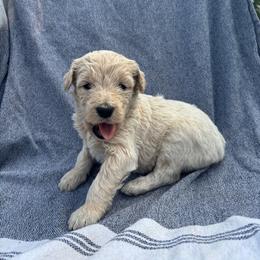 Kahlua - Gold female Bordoodle puppy in Indianapolis, Indiana from Indiana Bordoodles