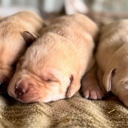 Male 5 - Yellow male Labrador Retriever puppy in Yamhill, Oregon from FitzGerald Kennels