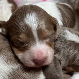 NessaRose - Piebald female Dachshund puppy in Fayetteville, West Virginia from Loop Creek Dachshunds