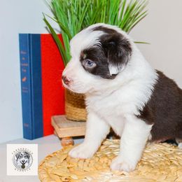 Miniature Australian Shepherd Puppies from Yarborough Kennels