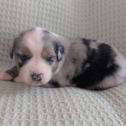 Topaz - Blue merle female Miniature Australian Shepherd puppy in Crockett, Texas from Pleasant Grove Aussies