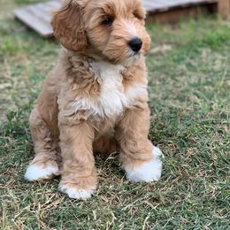 Australian Labradoodle Puppies from Integrity Labradoodles