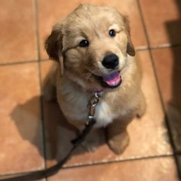 Golden Retriever Puppies from Beech Ridge Goldens