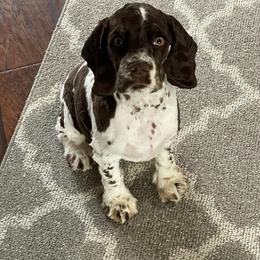 Cocker Spaniel All Grown Up from Southern Country Cockers