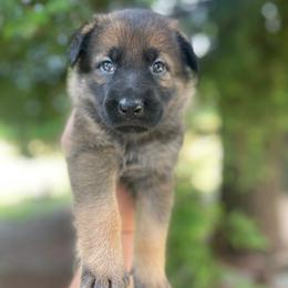 Fiesta - Sable female German Shepherd puppy in Oakland, Oregon from VHM German Shepherds