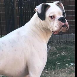 Boxers and French Bulldogs from Janis Whalen