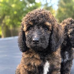 Skor - Cafe au lait male Poodle puppy in Redding, California from Canyon Creek Kennels
