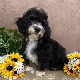 Candy - female Australian Mountain Doodle puppy in Seymour, Missouri from D and D’s Dandy Doodles