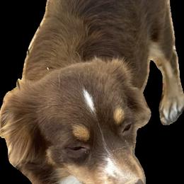 Tinker - Miniature Australian Shepherd