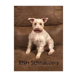 Madam - Miniature Schnauzer