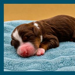 Moose Tracks (Moose) - Tri-color male Bernedoodle puppy in Hendersonville, North Carolina from Kim's Cove