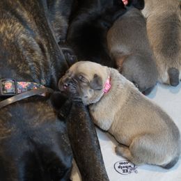Cane Corso Puppies from Paw city llc