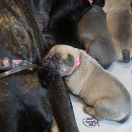 Cane Corso Puppies from Paw city llc