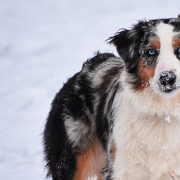 Australian Shepherds from Harmon Creek Aussies