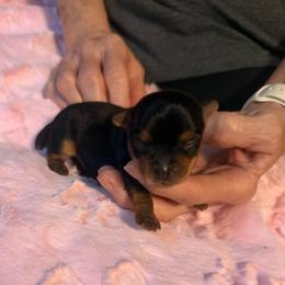 Lilly - Blue and gold female Yorkshire Terrier puppy in Greenville, South Carolina from Emerald Isle Yorkies