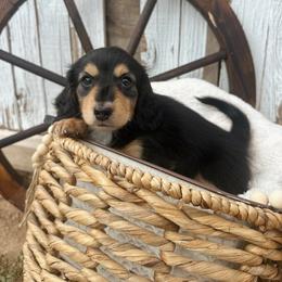 John Wayne - Black and tan male Dachshund puppy in Benson, Arizona from Six Shooter Minis