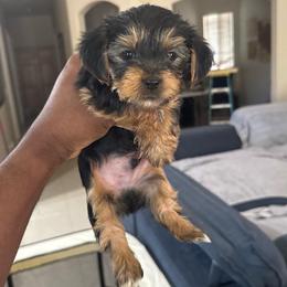 Red - Black and tan male Yorkshire Terrier puppy in North Las Vegas, Nevada from KD's Yorkshire Terriers