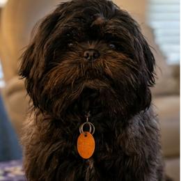 Boy 2 - Black male Shih Tzu puppy in Mobile, Alabama from FluffyTail Shih Tzu