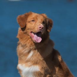 Nova Scotia Duck Tolling Retrievers from Jemstone’s Tollers