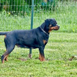 Lita - Rottweiler