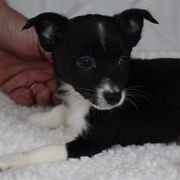 Beagles, Poodles, and Portuguese Podengo Pequenos from DK's Pups